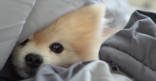 Cheap Dog Friendly Hotels York Cheap Dog Friendly Hotels York