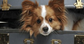 Pet Friendly Hotels Official Website Since 1999 Pet Friendly Hotels In Las Vegas Nevada
