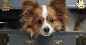 Pet Friendly Hotels in Las Vegas, Nevada