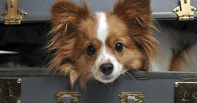 Pet Friendly Hotels Official Website Since 1999 Pet Friendly Hotels In Las Vegas Nevada