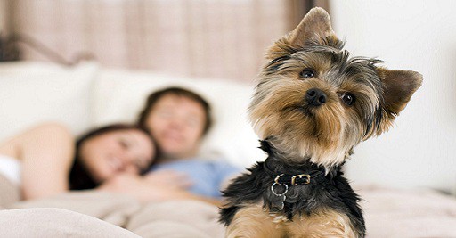 last minute dog friendly hotels